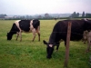1987 Cows on Hollands Farm b