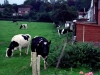 1992 Cows on Hollands Farm
