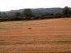 2005 Deer - Hollands Farm