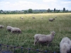 2007 Sheep - Hollands farm b