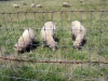 2007 Sheep - Hollands farm c